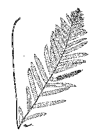 drawing of woodwardia virginica plant parts